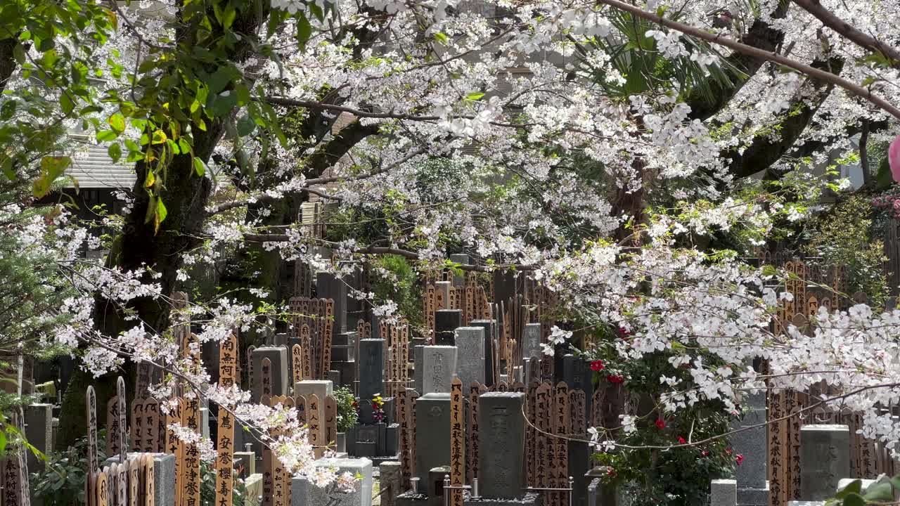 Incredibile scenario di ciliegi in fiore in un cimitero in Giappone in slow motion