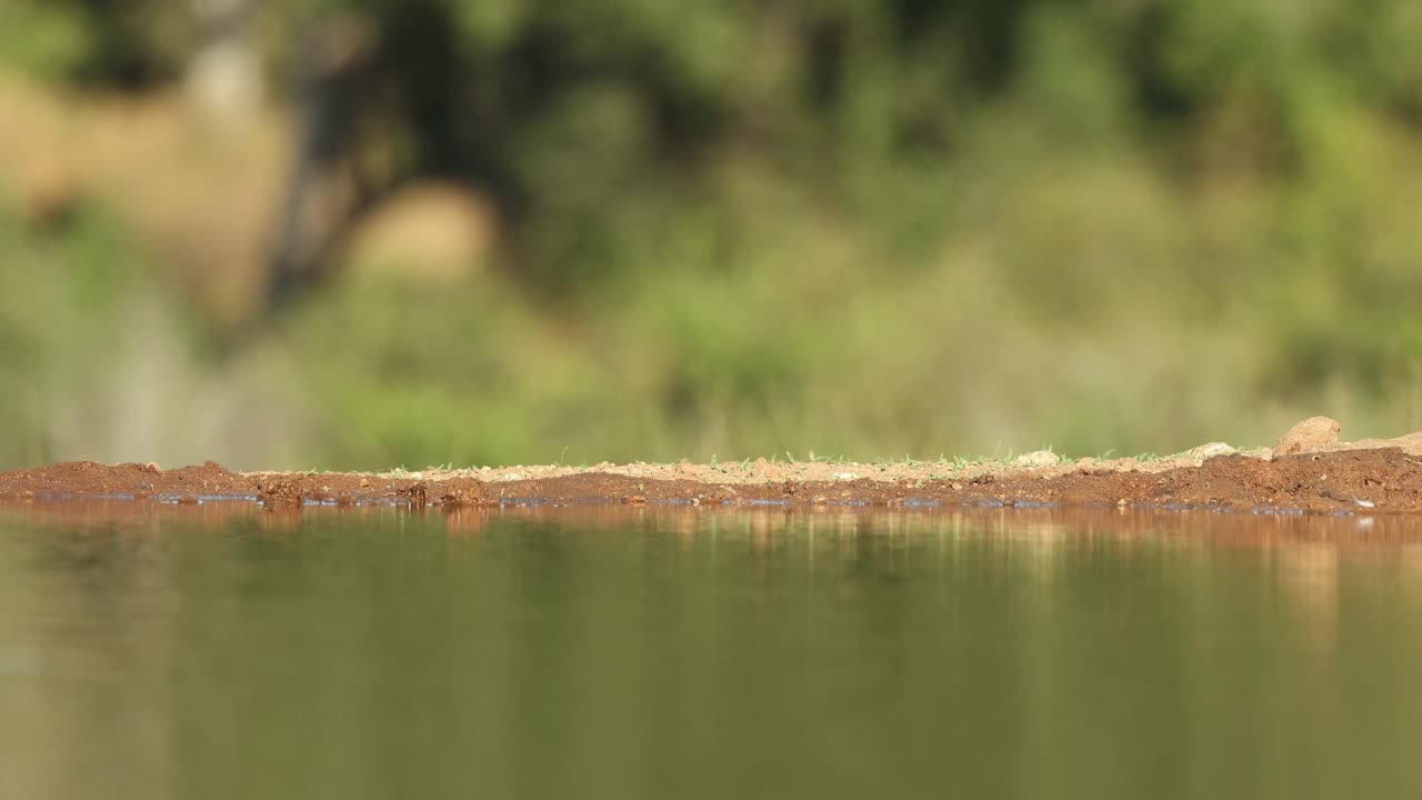 Wide shot of a Swainson spur fowl walking through the frame in front of a waterhole, Greater Kruger