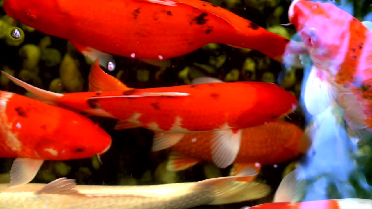 pescado koi o carpa amur pescado nadando en el estanque. es más específicamente nishikigoi y variedades coloreadas de carpa al aire libre en el estanche y el jardín de agua.