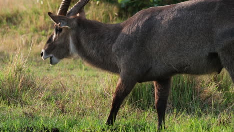 el macho de buque acuático pastoreando con un gran antílope en la sabana de áfrica