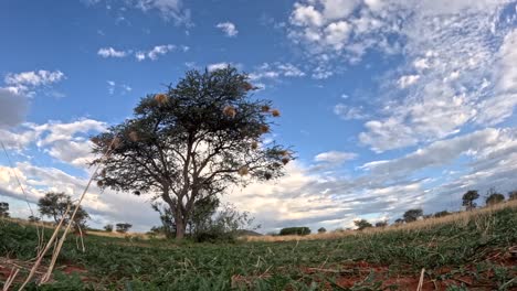 captivador time-lapse: las nubes bailan sobre la sabana del sur de kalahari durante el verano