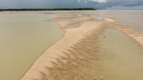 volando sobre una costa arenosa en guayana. las aves marinas awala yalimapo