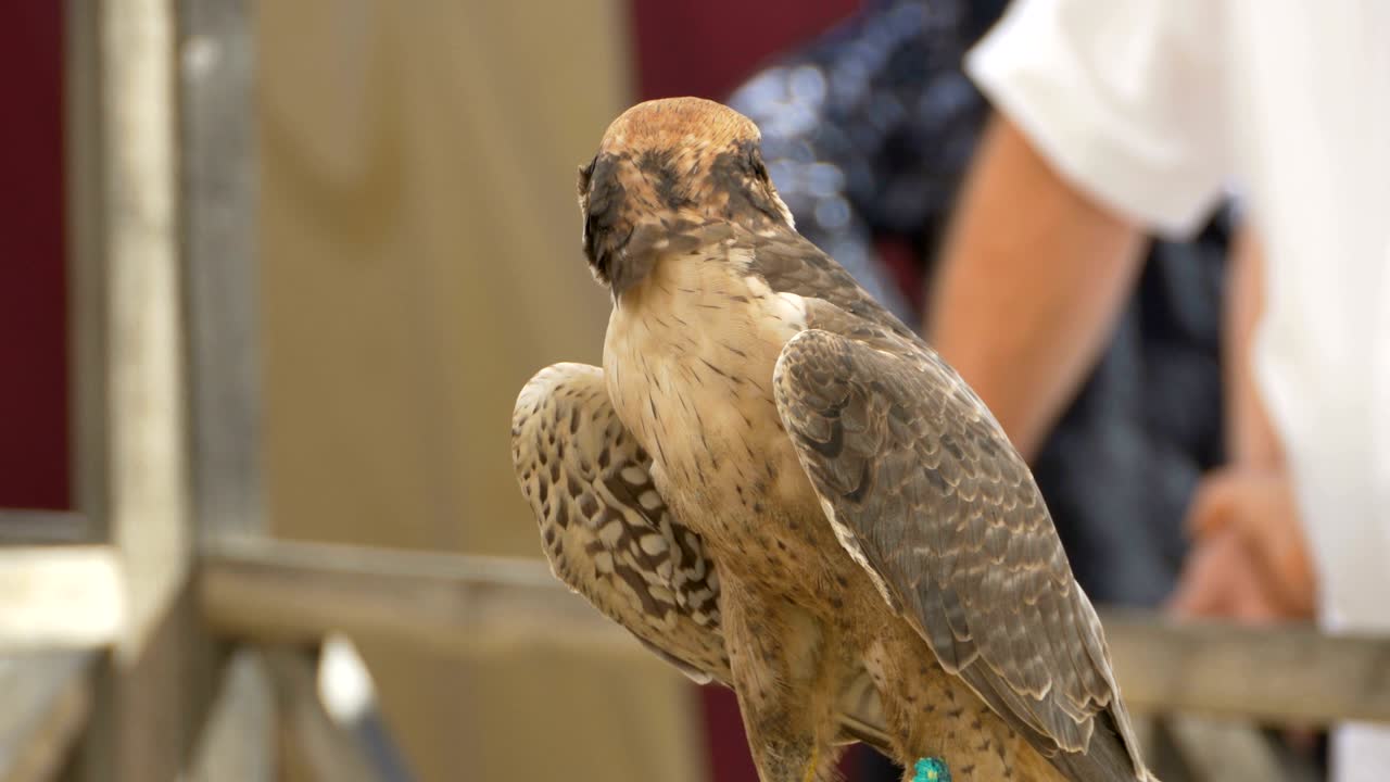 águila domesticada en el circo