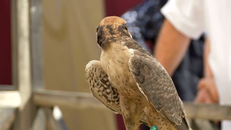 domesticated eagle at circus