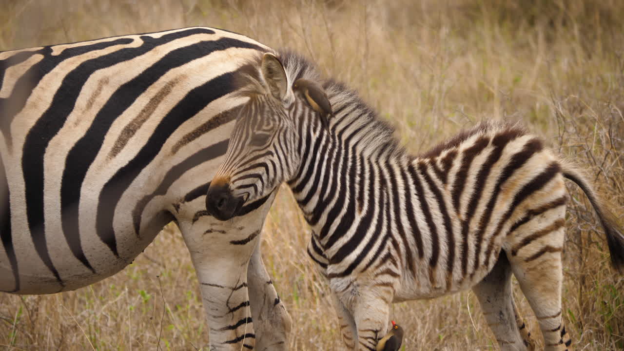 Puledro di zebra con bufago nella criniera, in piedi dietro sua madre.