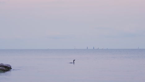 Ente-Fährt-Auf-Dem-Ruhigen-See-Mit-Segelbooten-Im-Hintergrund