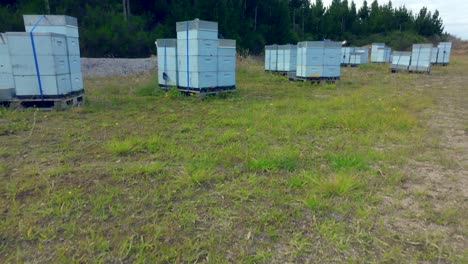 Revealing-shot-of-apiary-where-rows-of-beehives-are-seen,-New-Zealand