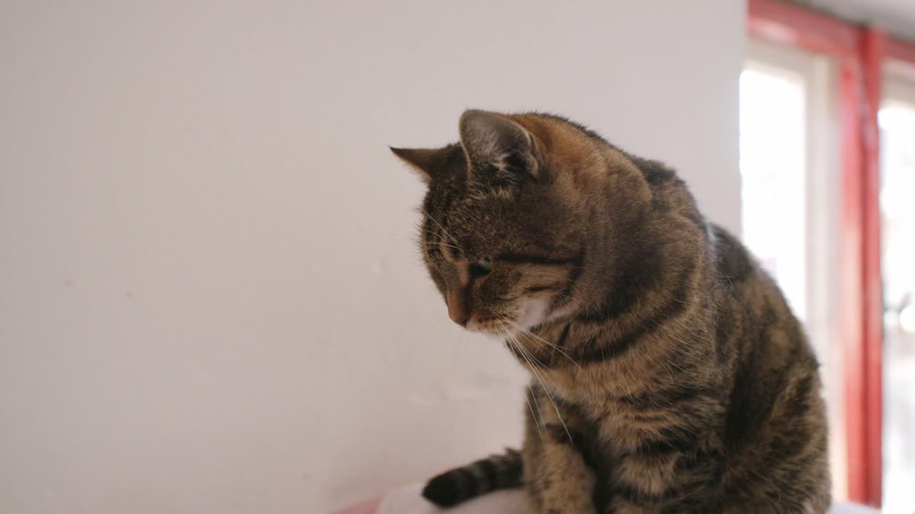 Slow motion footage of a chubby cat looking down at the ground and then shaking it's ear for an itch