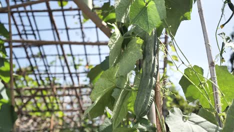 Close-Up-Footage-of-Angle-Gourd-Hang-on-its-Tree,-Nobody