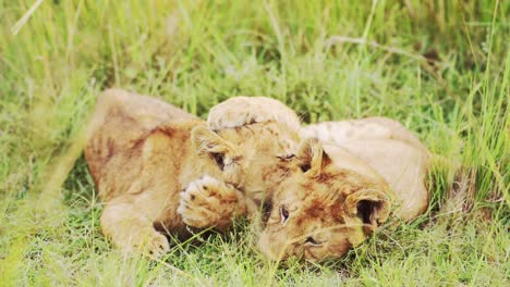 Slow-Motion-of-Lion-Cubs-Playing-in-Africa,-Adorable-Cute-Young-Baby-Safari-Animals,-Lions-Play-Fighting-in-Grass-on-African-Wildlife-Safari-in-Masai-Mara,-Kenya-in-Maasai-Mara-Green-Grasses