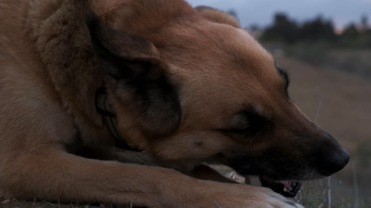 perro mestizo marrón disfrutando de las delicias de un hueso de animal