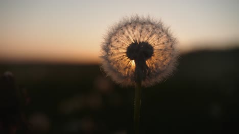los deseos del diente de león al atardecer.