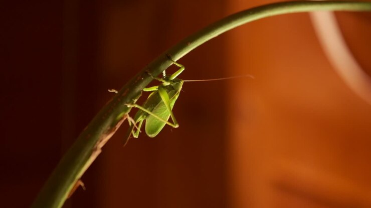 Una cavalletta verde si aggrappa a un fusto di pianta curvo con illuminazione drammatica su uno sfondo scuro