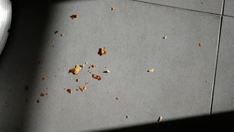 migas de pan en un piso de azulejos