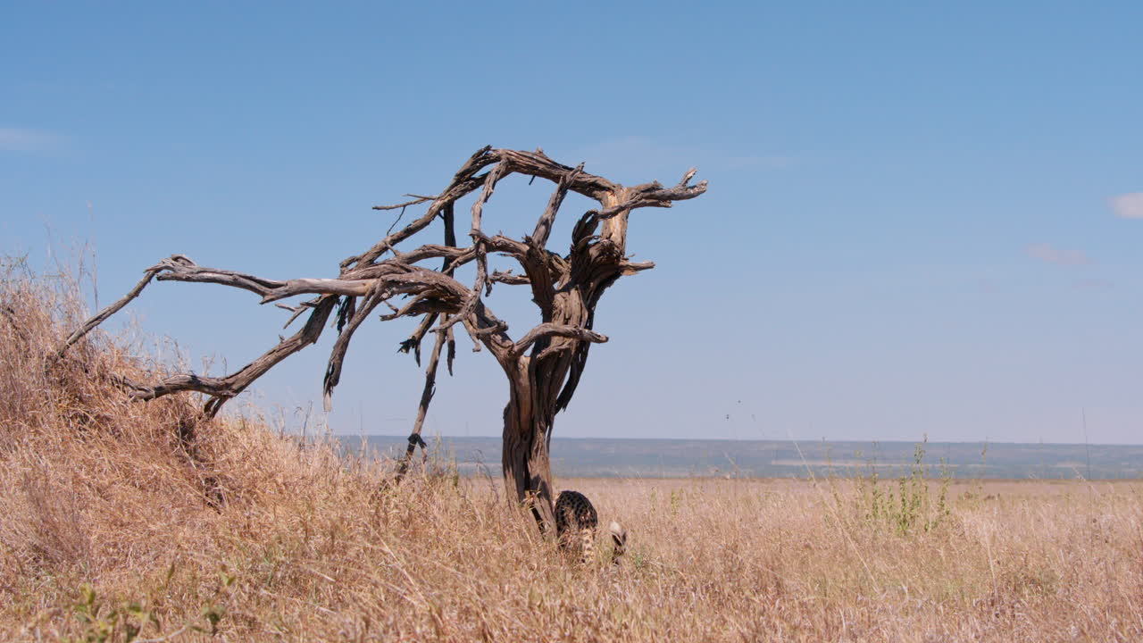Extreem breedbeeld van een cheeta die rust onder een dode boom in Kenia