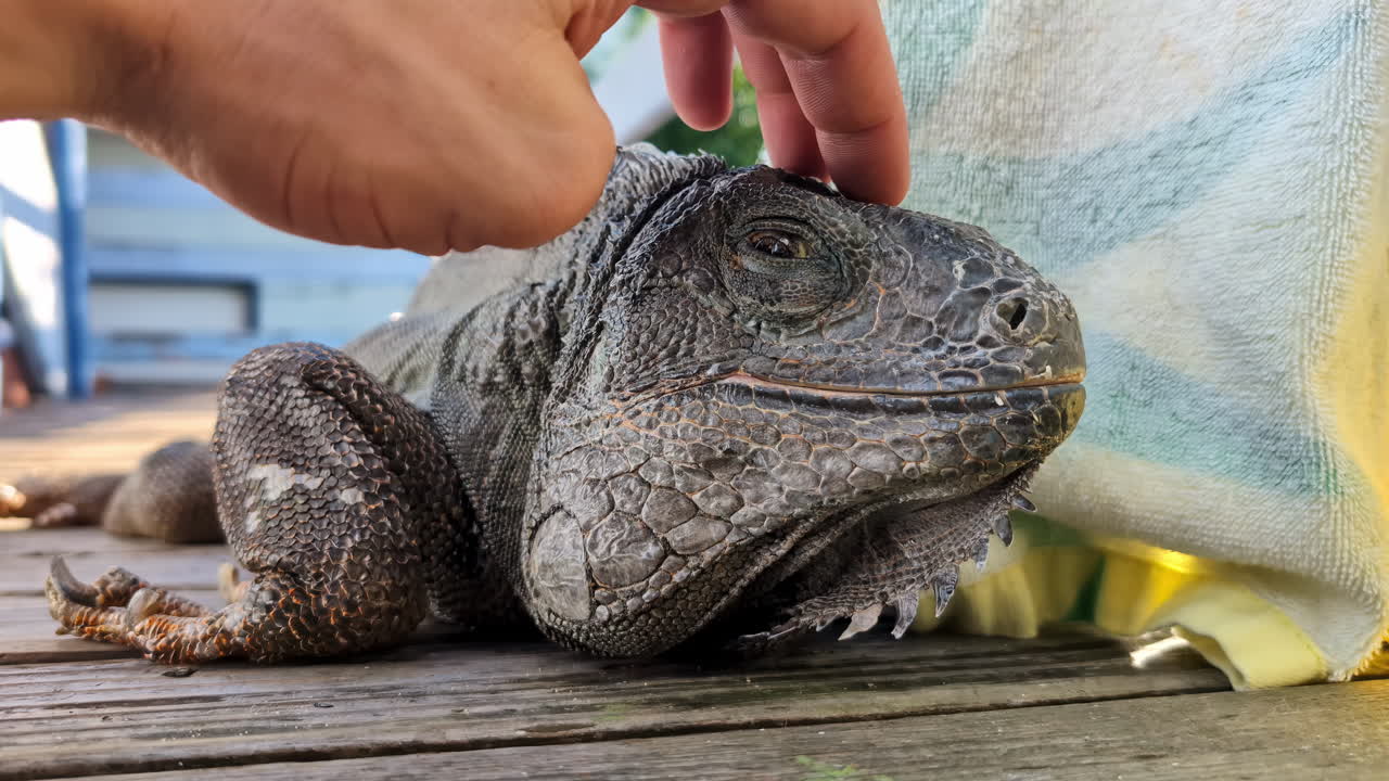 Close-up view of a hand petting a black iguana in the shadow on a wooden deck