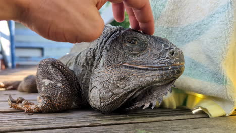 Close-up-view-of-a-hand-petting-a-black-iguana-in-the-shadow-on-a-wooden-deck