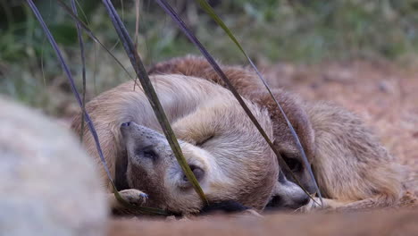 un grupo de meerkats acurrucados, durmiendo en el suelo con uno rascándose la espalda y cayendo - cerrar