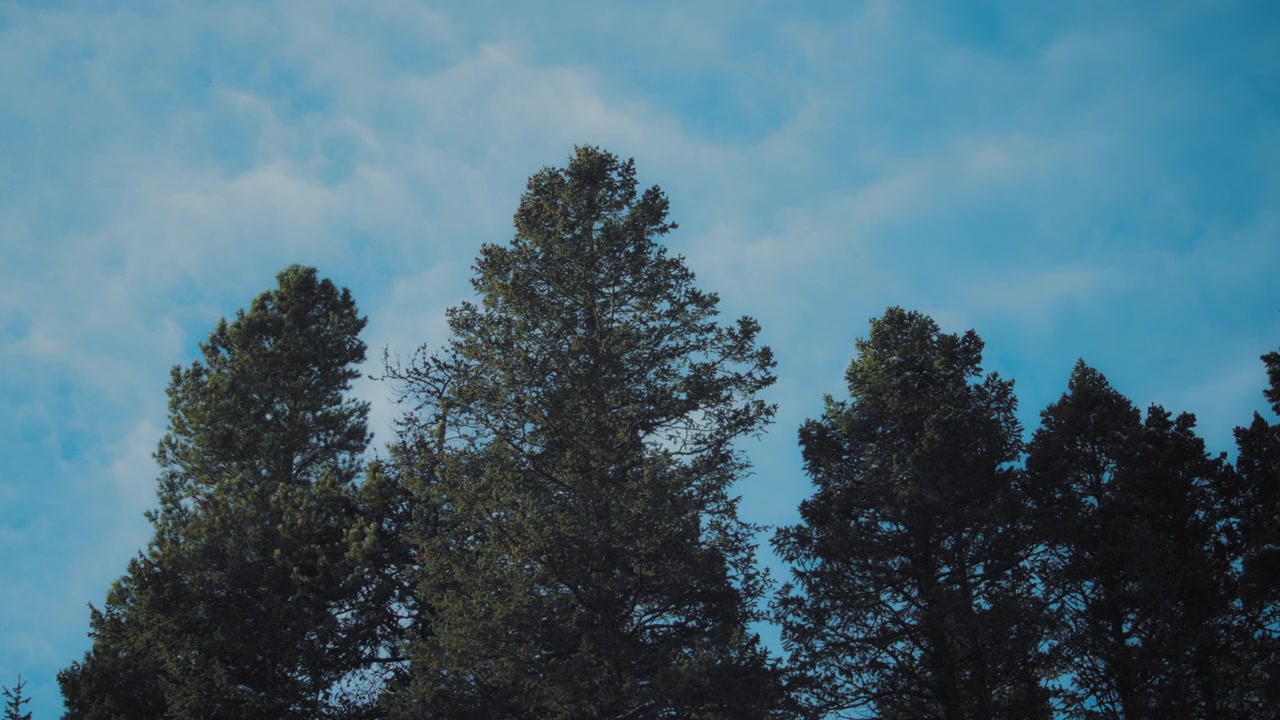 Conifer trees on the sky background