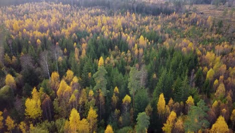 beautiful aerial footage, flying over colorful autumn forest with yellow birches and firs, wide angle birsdeye drone shot moving forward