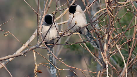 Pair-of-Azure-winged-Magpie-Perching-Preening-and-Fly-Away-From-Tree-Branch-With-Leafless-Twigs-During-Winter-In-South-Korea-Forest
