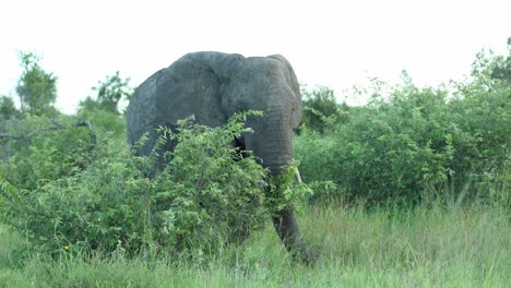 african elephant feeding on some leaves while standing behind a bush on a summer day, greater kruger