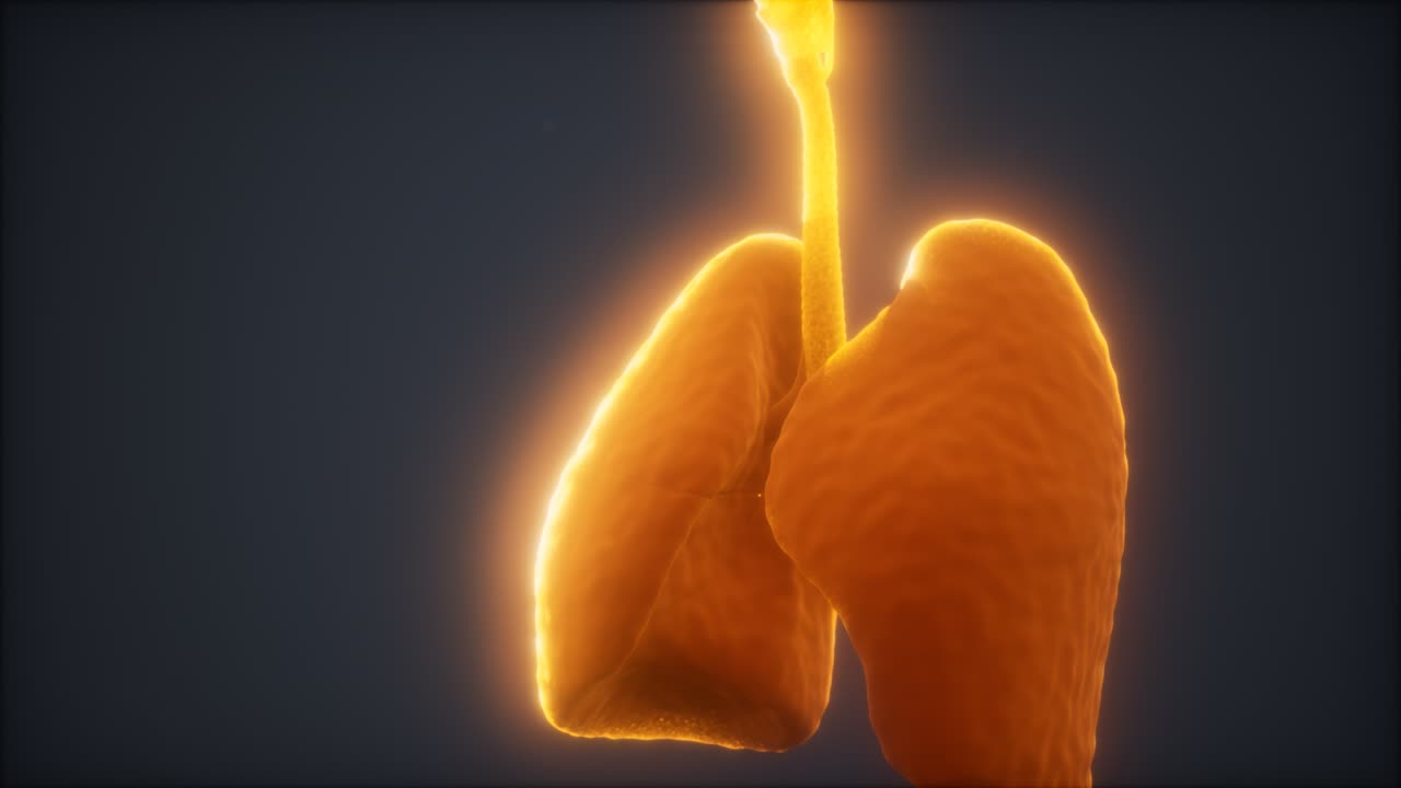 인간의 폐의 3d 애니메이션