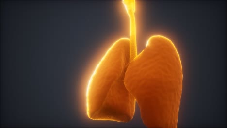 Animación-3d-De-Pulmones-Humanos