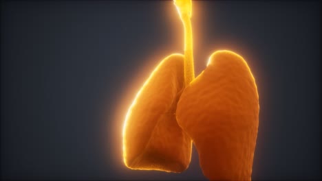 animación en 3d de los pulmones humanos