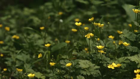 ranúnculos con diminutas flores amarillas brillantes que crecen en el campo de irlanda del norte - toma de primer plano