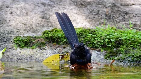 White-rumped-Shama-bathing-in-the-forest-during-a-hot-day,-Copsychus-malabaricus,-in-Slow-Motion