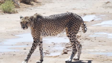 guepardo caminando en la naturaleza bajo el sol en el cabo occidental, sudáfrica