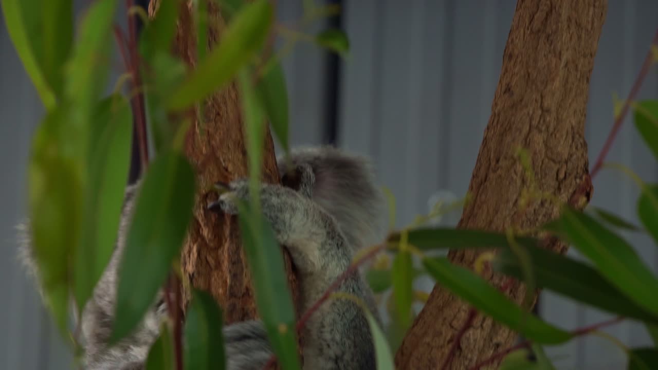 un lindo koala, phascolarctos cinereus bajando del árbol, una foto de cerca de una especie nativa de vida silvestre australiana