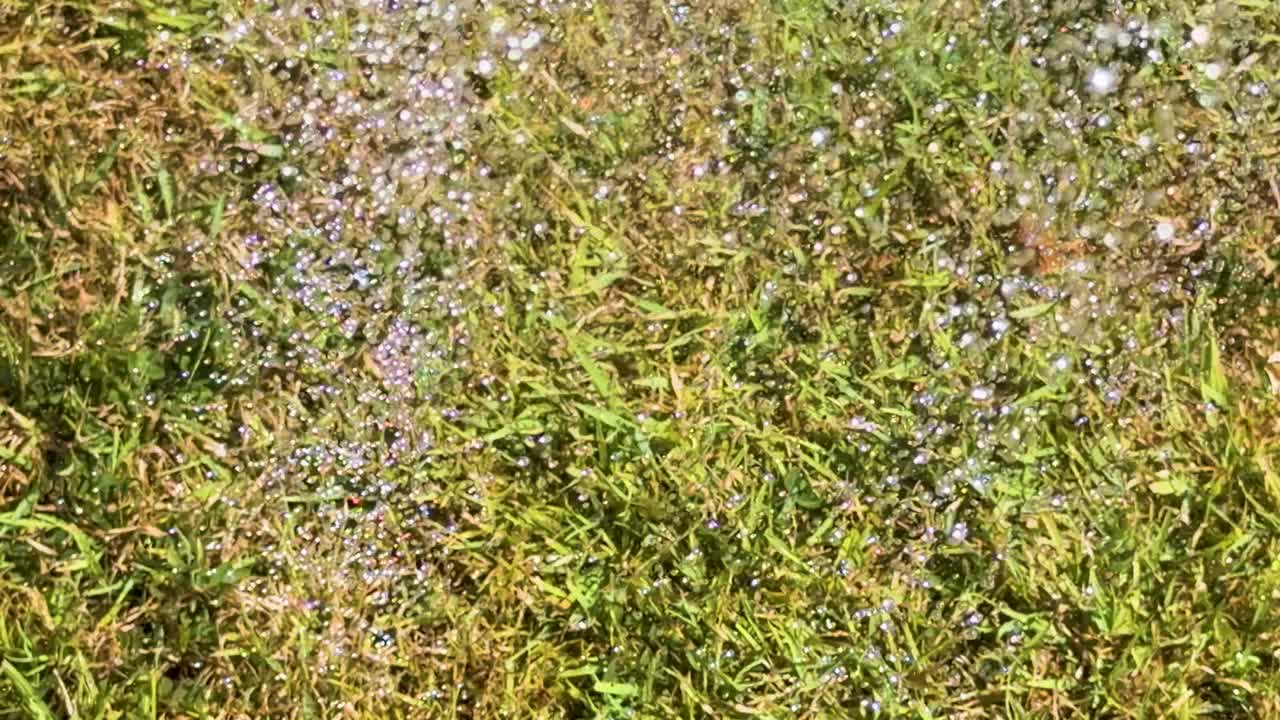 Water droplets from hose spray glisten in sunlight while watering green grass outdoors, static shot