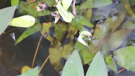 tadpoles swimming among green leaves in water