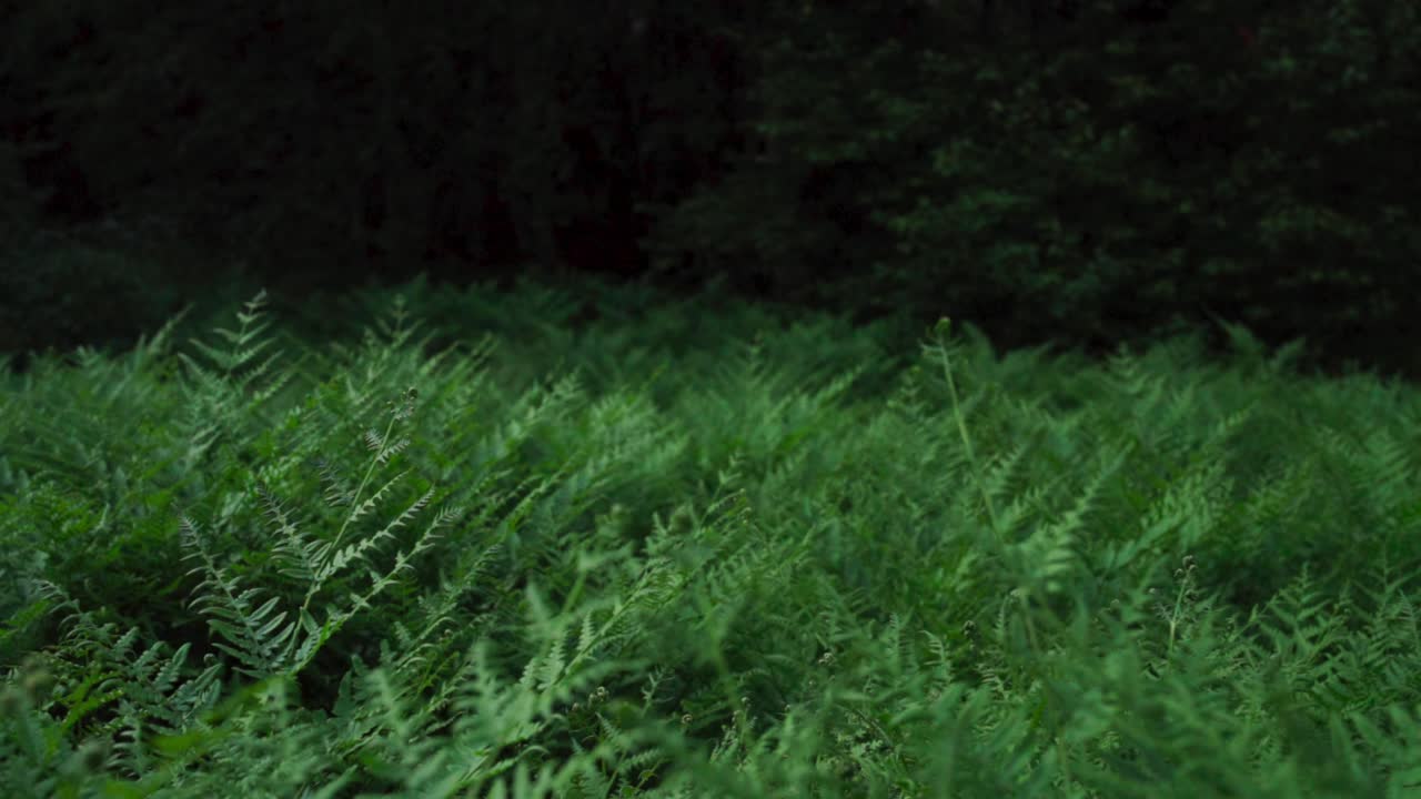 зеленая растительность, большие папоротники в тропическом лесу