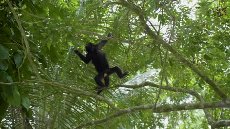 Mono-Aullador-En-La-Selva-Tropical-De-Belice-Colgando