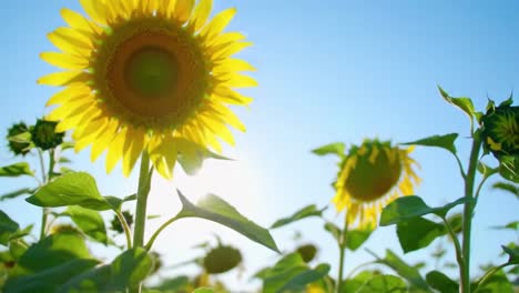 lush sunflowers stretch toward the sun in a colorful field. the bright blooms dance in the warm breeze, creating a lively atmosphere perfect for nature lovers and cheerful moments.