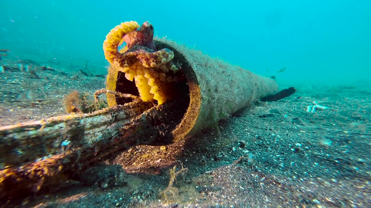 Mototi octopus peering out of a plastic tube lying on sandy seabed. Mototi wraps one of its tentacles around head, suction cups clearly visible. Two fish swim by in background. Long shot
