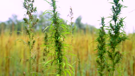 solitary hemp plant enjoys the sunlight on an organic and sustainable farm