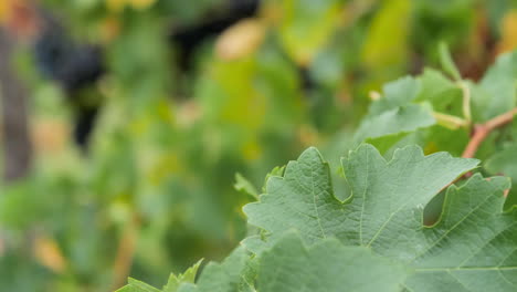 revelando uvas maduras en una impresionante bodega detrás de las hojas