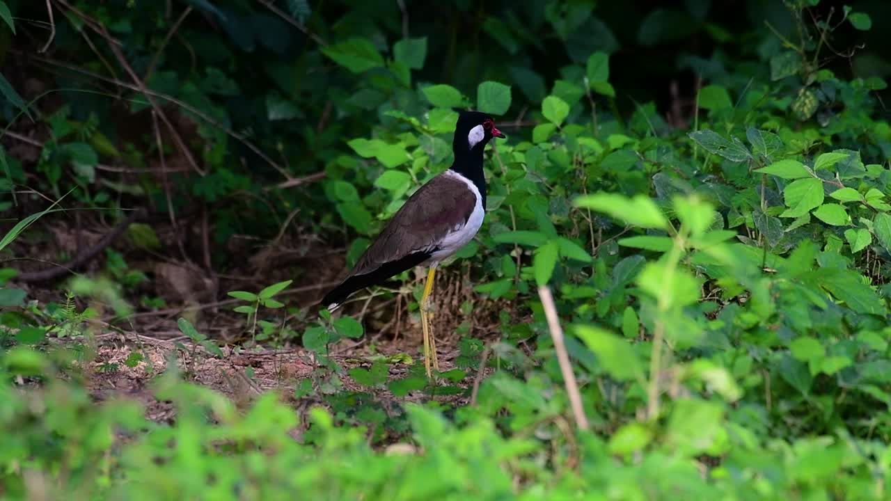 el avefría de barbas rojas es una de las aves más comunes de tailandia