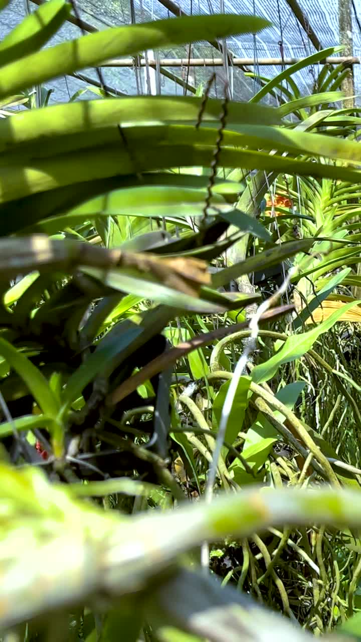 orquídeas exuberantes en un vibrante entorno de invernadero