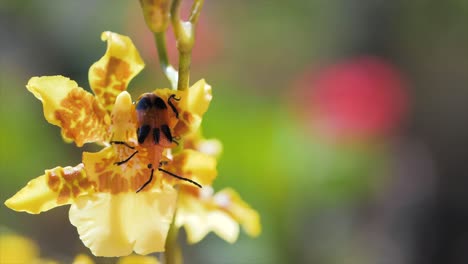 Blattkäfer-Auf-Gelber-Blume-Im-Garten