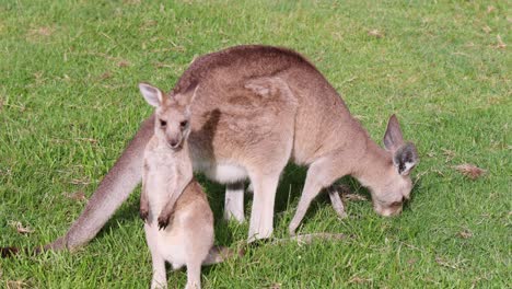 mother kangaroo nurturing her joey in grass