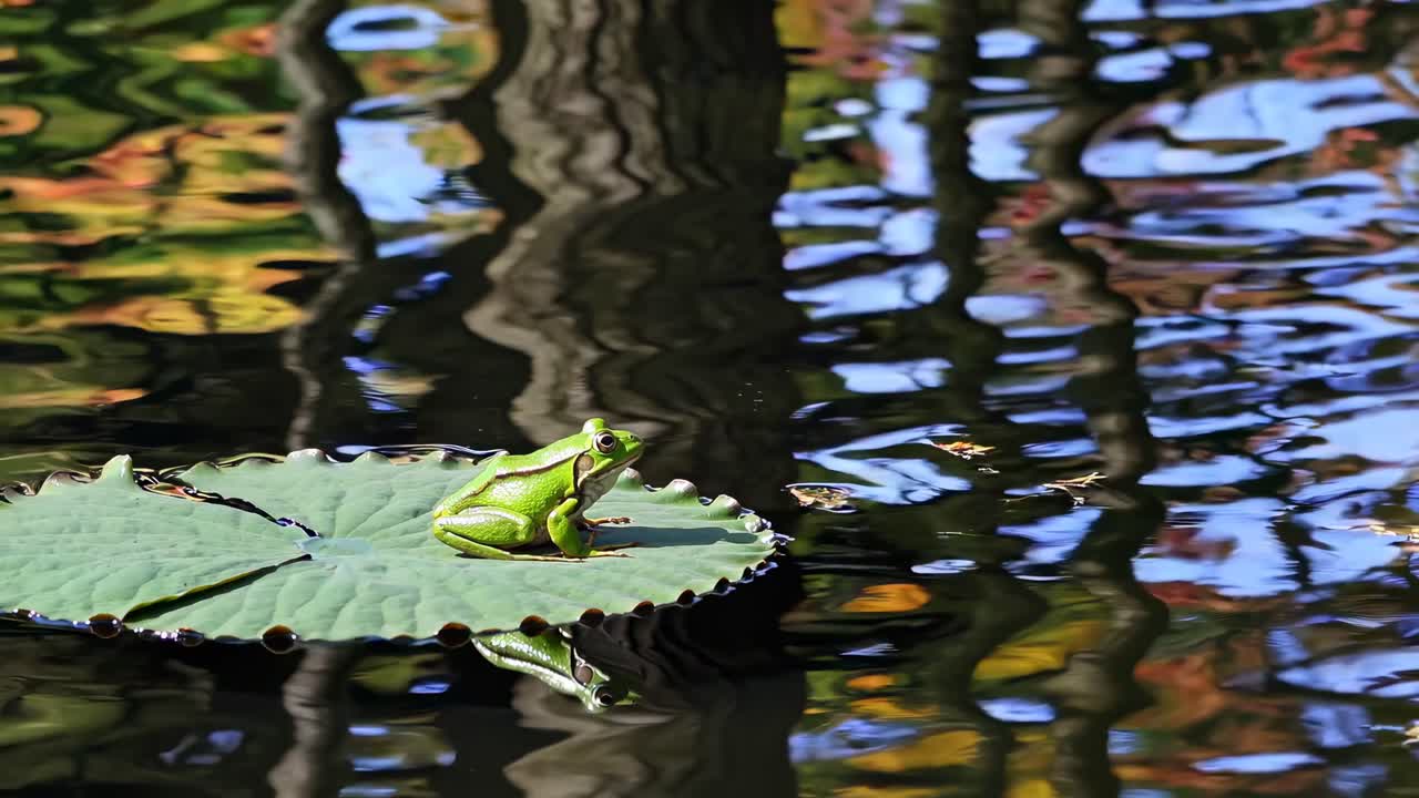 A frog sits on a lily pad in a pond, surrounded by colorful reflections