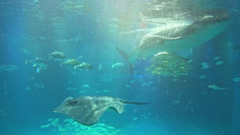 aquatic animals swimming gracefully in an aquarium