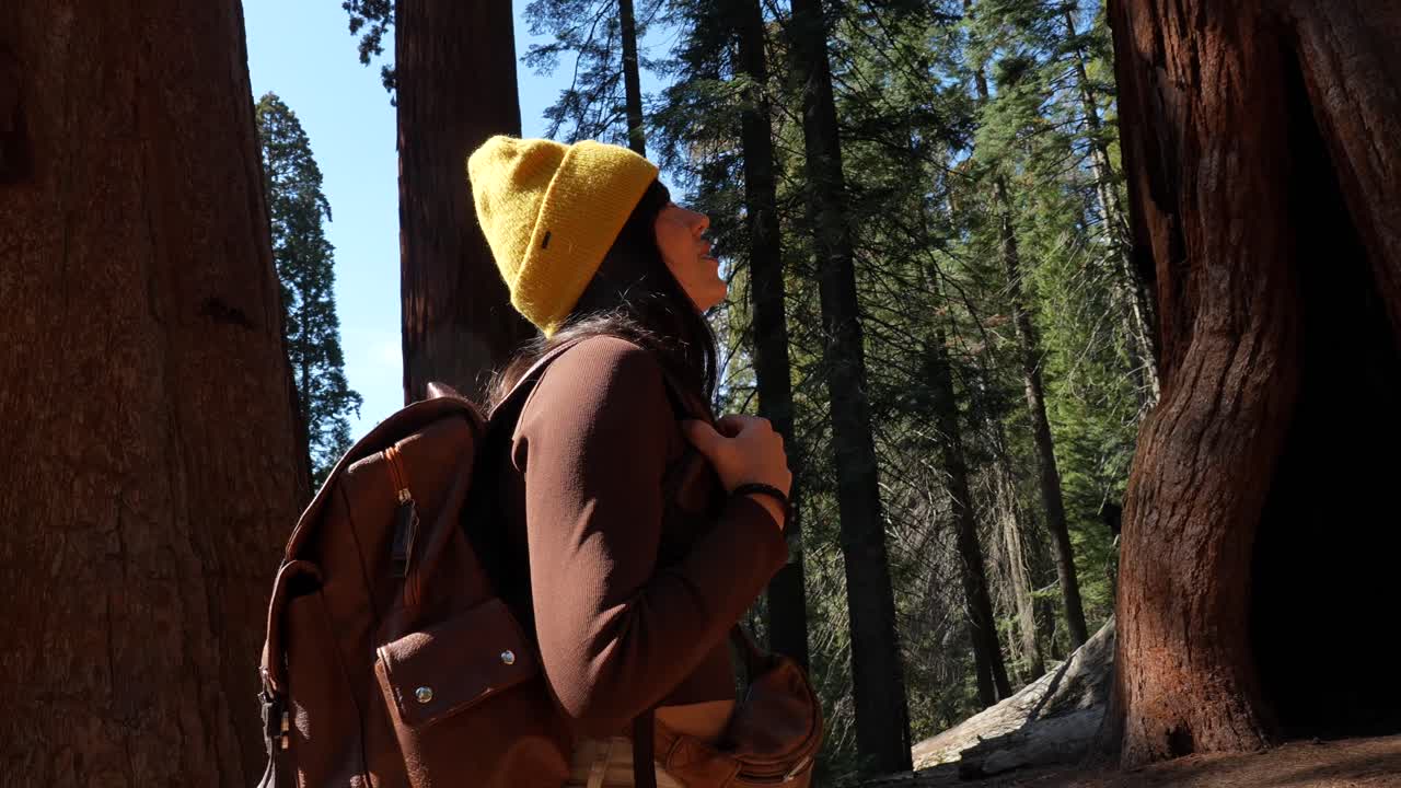 Donna felice che esplora una foresta di sequoie giganti in una giornata di sole