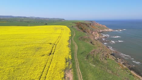 aerial drone footage of bright yellow rapeseed fields contrasting with the blue ocean on the north yorkshire coast in summer