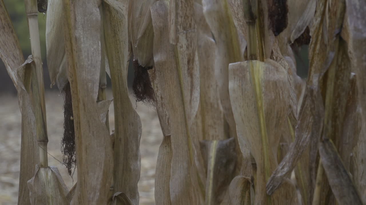 Dry Corn Stalks in Field